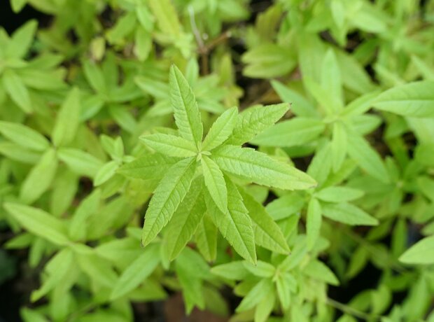 VERVAIN (Verveine) (Stachytarpheta cayennensis), Bloesem Remedie (10 cc)
