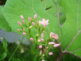 CENTAURY (Duizendguldenkruid) (Centaurium umbellatum), Bloesem Remedie (10 cc)