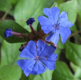 CERATO (Loodkruid) (Ceratostigma willmottiana), Bloesem Remedie (10 cc)