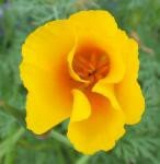 CALIFORNIA POPPY (Slaapmutsje) (Eschscholzia californica), Bloesem Remedie (10 cc)