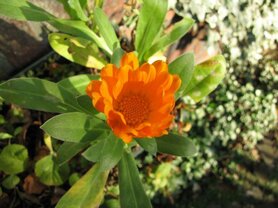 CALENDULA  (Goudsbloem) (Calendula officinalis), Bloesem Remedie (10 cc)