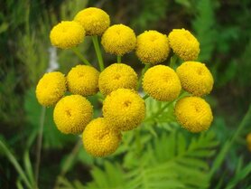 BOERENWORMKRUID (Tansy) (Tanacetum vulgare), Bloesem Remedie (10 cc)