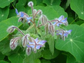 BORAGE (Bernagie) (Komkommerkruid) (Borago officinalis), Bloesem Remedie (10 cc)