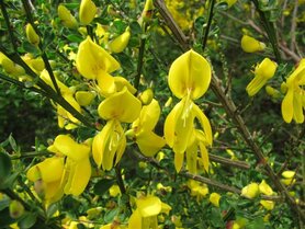 BREM (Scotch Broom) (Cytisus scoparius), Bloesem Remedie (10 cc)
