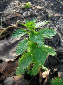 BRANDNETEL, KLEINE  (Urtica urens), Bloesem Remedie (10 cc)