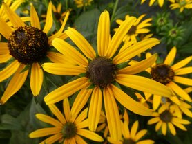 BLACK EYED SUSAN (Ruige Rudbeckia) (Rudbeckia hirta), Bloesem Remedie (10 cc)