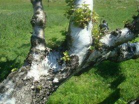 BERK, RUWE (Betula pendula), Bloesem Remedie (10 cc)