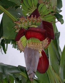 BANAAN (Musa acuminata), Bloesem Remedie (10 cc)