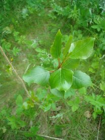 ASPEN (Ratelpopulier) (Populus tremula), Bloesem Remedie (10 cc)