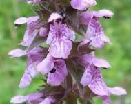 ANDOORN, MOERAS (Stachys palustris), Bloesem Remedie (10 cc)
