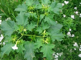 DOORNAPPEL, WITTE (Angels Trumpet) (Datura candida), Bloesem Remedie (10 cc)