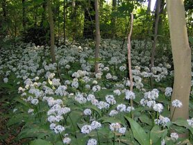 DASLOOK (Allium ursinum), Bloesem Remedie (10 cc)