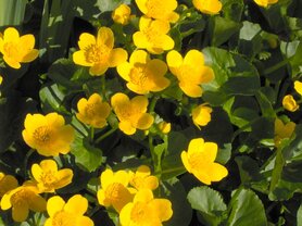DOTTER (Caltha palustris), Bloesem Remedie (10 cc)
