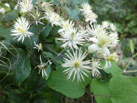CLEMATIS (Bosrank) (Clematis vitalba), Bloesem Remedie (10 cc)