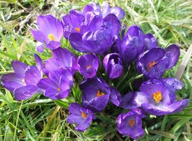 CROCUS, PAARSE (Crocus vernus), Bloesem Remedie (10 cc)