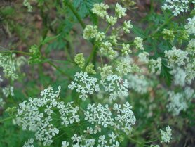 FLUITEKRUID (Anthriscus sylvestris), Bloesem Remedie (10 cc)
