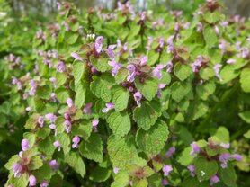 DOVENETEL, PAARSE (Red Henbit) (Lamium purpureum), Bloesem Remedie (10 cc)