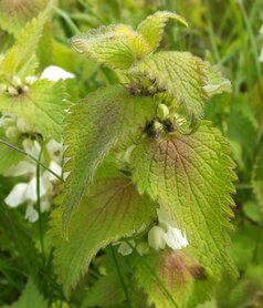 DOVENETEL, WITTE (Lamium album), Bloesem Remedie (10 cc)