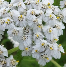 DUIZENDBLAD,WIT (Yarrow) (Achillea millefolium), Bloesem Remedie (10 cc)