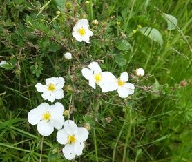 GANZERIK (Tundra Rose) (Potentilla fruticosa), Bloesem Remedie (10 cc)