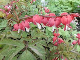 GEBROKEN HARTJES (Bleeding Hart) (Dicentra formosa), Bloesem Remedie (10 cc)