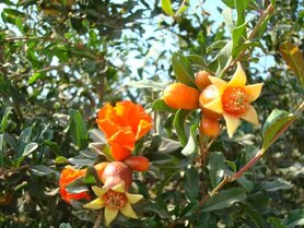GRANAATAPPEL (Pomegranate) (Punica granatum), Bloesem Remedie (10 cc)