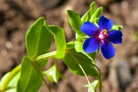 GUICHELHEIL, BLAUW (Anagallis foemina), Bloesem Remedie (10 cc)