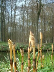 HEERMOES (Horsetail) (Equisetum arvense), Bloesem Remedie (10 cc)