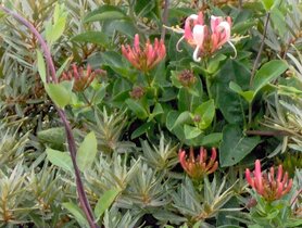 HONEYSUCKLE (Kamperfoeli) (Conicera caprifolium), Bloesem Remedie (10 cc)