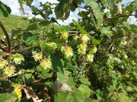 HOP (Humulus lupulus), Bloesem Remedie (10 cc)