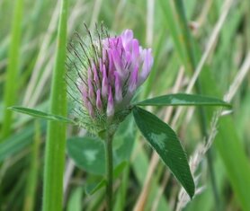 KLAVER, RODE (Red Clover) (Trifolium pratense), Bloesem Remedie (10 cc)
