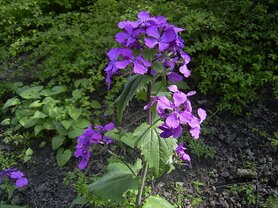 JUDASPENNING (Moneyplant) (Lunaria annua), Bloesem Remedie (10 cc)