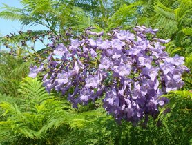 JACARANDA (Jacaranda mimosaefolia), Bloesem Remedie (10 cc)