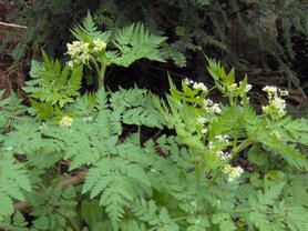 KERVEL, ROOMSE (Myrrhis odorata), Bloesem Remedie (10 cc)