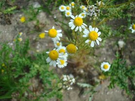 KAMILLE, ECHTE (Matricaria chamomilla), Bloesem Remedie (10 cc)