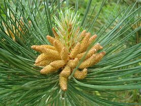 PINE (Grove Den) (Pinus sylvestris), Bloesem Remedie (10 cc)