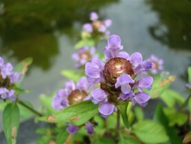 SELF HEAL (Gewone Brunel) (Prunella vulgaris), Bloesem Remedie (10 cc)