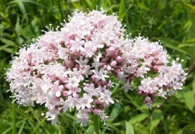 VALERIAAN (Valerian) (Valeriana officinalis), Bloesem Remedie (10 cc)
