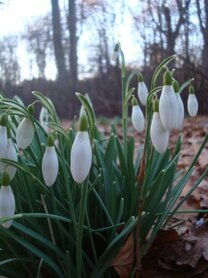 SNEEUWKLOKJE (Snowdrop) (Galanthus nivalis), Bloesem Remedie (10 cc)