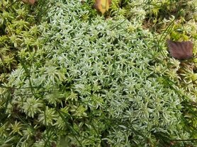 VEENMOS (Sphagnum Moss) (Sphagnum sp), Bloesem Remedie (10 cc)