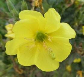 TEUNISBLOEM, GROTE (Evening Primrose) (Oenothera lamarckiana), Bloesem Remedie (10 cc)