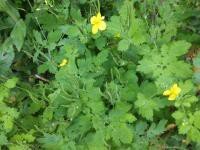 STINKENDE GOUWE (Greater Celandine) (Chelidonium majus), Bloesem Remedie (10 cc)