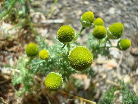 PINEAPPLE WEED (Schijfkamille) (Matricaria matricariodes), Bloesem Remedie (10 cc)