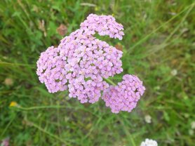 PINK YARROW (Roze Duizendblad) (Achillea millefolium), Bloesem Remedie (10 cc)