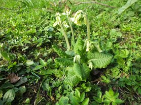 SLEUTELBLOEM, WILDE (Primula veris), Bloesem Remedie (10 cc)