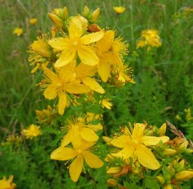 SINT JANSKRUID (Saint John´s Wort) (Hypericum perforatum), Bloesem Remedie (10 cc)