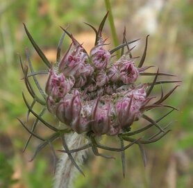 PEEN, WILDE (Queen Anne's Lace) (Daucus carota), Bloesem Remedie (10 cc)