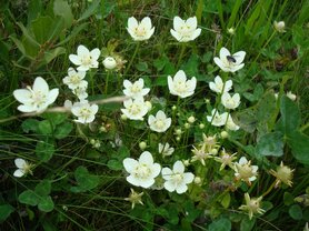 PARNASSIA (Grass of Parnassus) (Parnassia palustris), Bloesem Remedie (10 cc)