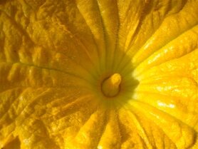 POMPOEN (Cucurbita pepo), Bloesem Remedie (10 cc)