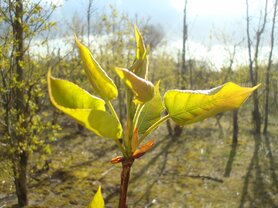POPULIER, BALSEM (Balsam Poplar) (Populus candicans), Bloesem Remedie (10 cc)